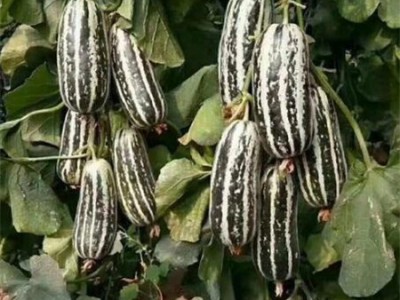 济南育苗厂育甜瓜种苗 品种博洋九种植