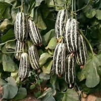 济南育苗厂育甜瓜种苗 品种博洋九种植