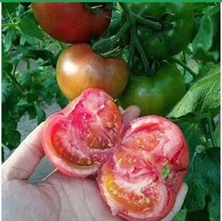 泰安早春西红柿苗 苗厂代育硬粉番茄苗
