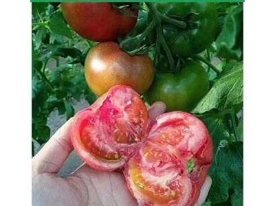 泗水草莓西红柿苗批发 西红柿苗育苗厂